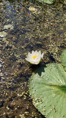 Nymphaea
