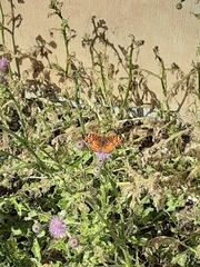 Phyciodes mylitta