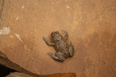 Bombina variegata