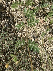 Kallstroemia parviflora