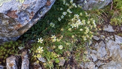Saxifraga bryoides