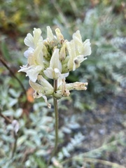Oxytropis campestris