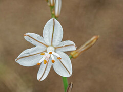 Asphodelus tenuifolius