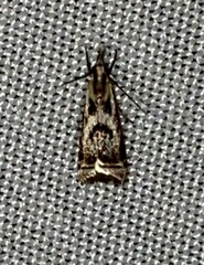 Microcrambus elegans