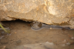 Bombina variegata