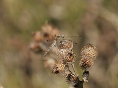 Sympetrum vulgatum