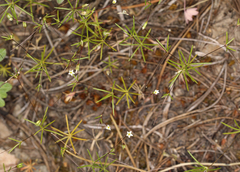 Linanthus harknessii