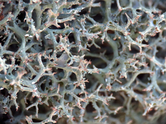 Cladonia