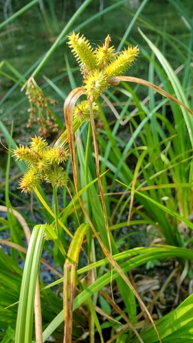Carex pseudocyperus iNat (2)