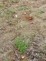 Asphodelus tenuifolius