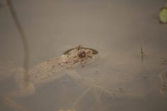 Bombina variegata