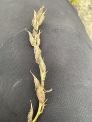 Oxytropis campestris