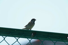 Passer montanus saturatus