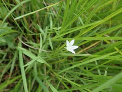 Campanula aparinoides
