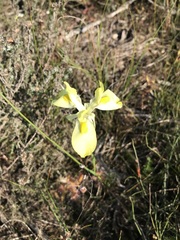 Moraea neglecta