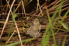 Bombina variegata