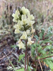 Oxytropis campestris