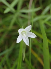 Campanula aparinoides