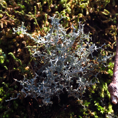 Cladonia