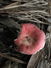 Russula