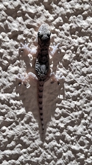 Tarentola mauritanica