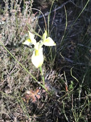 Moraea neglecta