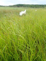 Eriophorum