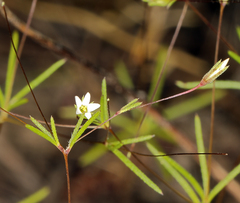 Linanthus harknessii