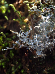 Cladonia
