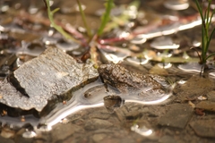 Bombina variegata