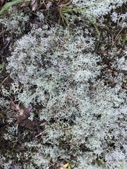 Cladonia rangiferina