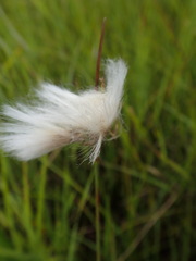 Eriophorum