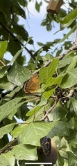 Thecla betulae