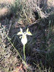 Moraea neglecta