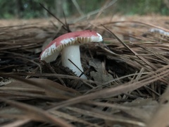 Russula