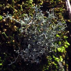 Cladonia