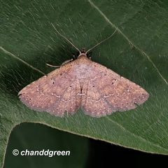 Cerynea punctilinealis