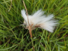 Eriophorum