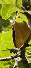 Thecla betulae