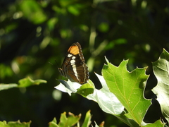 Adelpha californica