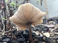 Rhodocollybia butyracea