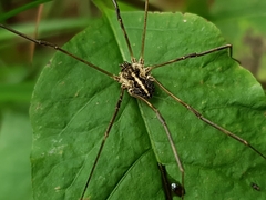Mitopus morio