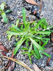 Gnaphalium uliginosum