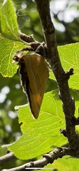 Thecla betulae
