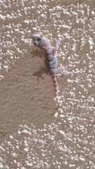 Tarentola mauritanica