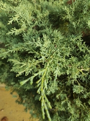 Juniperus sabina