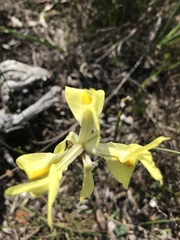 Moraea neglecta