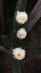 Cactoideae