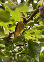 Thecla betulae
