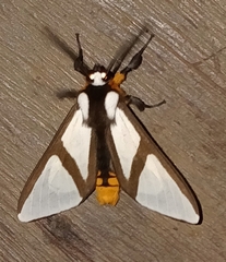 Turuptiana annesmithae